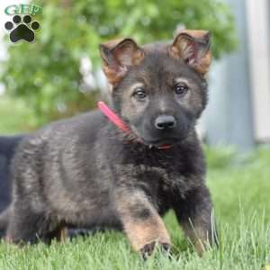 Onyx, German Shepherd Puppy